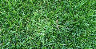 Image result for Poa schimperiana