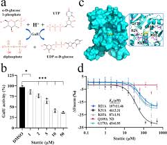 The effect of Stattic