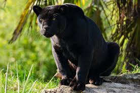 We did not find results for: Black Panther Jungle Cat Black Jaguar Animal Wallpaper Black Panther Jungle Cat 1920x1272 Wallpaper Teahub Io
