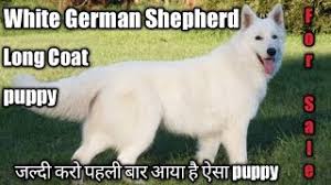 Maybe you would like to learn more about one of these? White German Shepherd For Sale Long Coat German Shepherd Puppy For Sale White German Shepherd Youtube