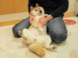 Meet The Real Dog Behind The Doge Meme Cute Dogs Shiba Inu Funny Animal Pictures