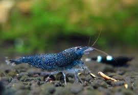 Crustacea Crustaceo Eucarida Ordem Decapoda Crustacea Crustacean Eucarida Order Freshwater Aquarium Shrimp Freshwater Aquarium Fish Aquarium Fish