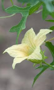 Image result for Coccinia rehmannii