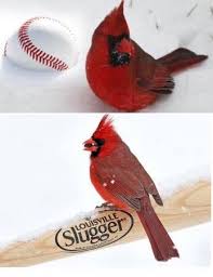 Red Birds That Look Like Cardinals Pin On I Like Cardinals The Real Bird Too