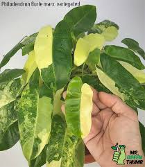 Philodendron Burle Marx Variegated Em 2020