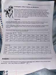 What is dna's primary function? Name Investigation Dna Proteins And Mutations Chegg Com