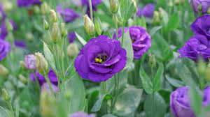 Image result for eustoma lisianthus in garden