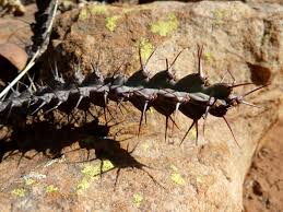 Image result for Euphorbia schinzii