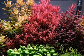 Image result for Barleria rotundifolia