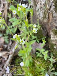 Image result for Cerastium indicum