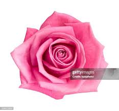 Image result for Rosa