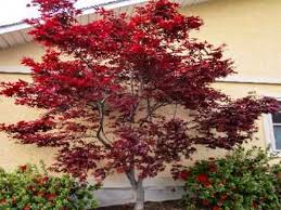 We did not find results for: Top 10 Japanese Maple Tree Varieties Plantingtree