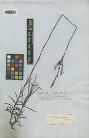 Image result for Buchnera randii