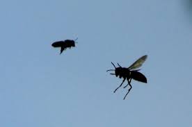 Check spelling or type a new query. Frelon Asiatique 18 Facons De Reperer Un Depart De Nid