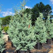 Image result for Cupressus arizonica