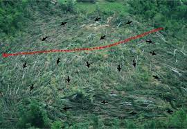 Dry downbursts are associated with thunderstorms that contain very little rain, while wet downbursts are created by thunderstorms with high amounts of rainfall. Downbursts Or Straight Line Winds Vs Tornadoes Wxbrad Blog