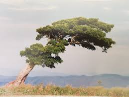 Image result for Boscia foetida