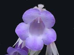 Image result for Gesneriaceae