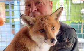 Fox Meeting with A Human