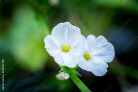 Image result for Alismataceae