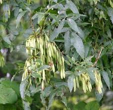 What are the fruits of an ash tree called? Emerald Ash Borer Eab Updates Pest Survey Caps Division Of Animal And Plant Health Maine Agriculture Conservation Forestry Dacf