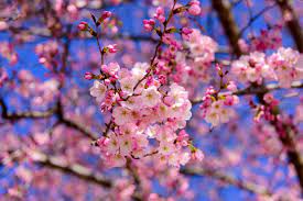 Where To Chase Cherry Blossoms This Spring Origin And History In Densely Populated Countries Such As Japan Blossom Flower Garden Pictures Japanese Garden