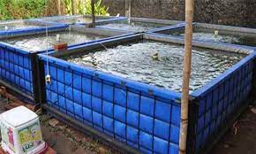 Dengan memanfaatkan terpal sebagai sarana kolam ikan, maka anda bisa menghemat biaya pembuatan kolam. Cara Sukses Ternak Ikan Gurame Kolam Terpal Ikanesia Id