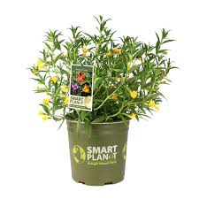 What other names is prickly pear cactus known by? Smart Planet Altman Plants