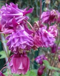 Yerel Bahce Haseki Kupesi Aquilegia Bahce