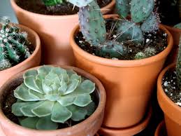 There are about 127 genera, with over 1750 known species. What S The Difference Between Cacti And Succulents