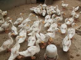 Kaki itik dan pelikan berselaput sehingga cocok untuk berenang di air. Panduan Belajar Sukses Usaha Budidaya Ternak Bebek Ruangburuh Pelatihan Online No 1 Belajar Dengan Video