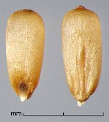 Image result for Cenchrus caudatus