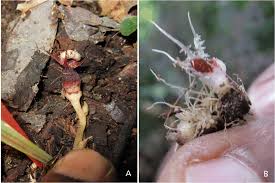 Image result for Strombosiopsis tetrandra