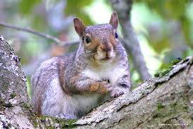 So from what i saw crows do eat/hunt squirrels. Trick Or Treat Which Wildlife Play Tricks And Which Give Treats Your Connection To Wildlife