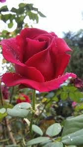 Pin Von Sol Phelps Auf Rasteniya Schone Blumen Schone Rose Wunderschone Blumen