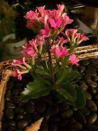 Kalanchoe Kalanchoe Blossfeldiana Your Plant Is Likely A Double Form Of K Blossfeldiana With Glossy Green L Kalanchoe Blossfeldiana Plants Blooming Plants