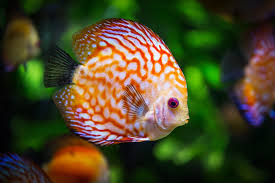 A Complete Guide To Owning Discus Fish Fish Care Guide