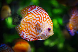 a complete guide to owning discus fish fish care guide