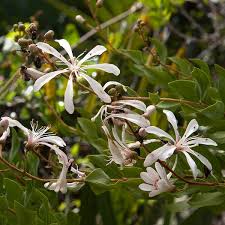 Image result for Scleria rehmannii