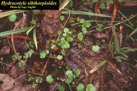 Image result for Hydrocotyle