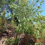 Image result for Bridelia micrantha