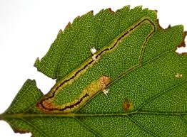 Image result for Stigmella confusella