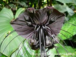 Image result for Amblovenatum opulentum