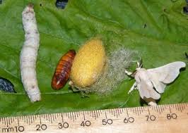 We did not find results for: Life Cycle Of The Silkworm