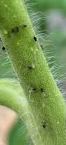 Image result for BLACKFLY ON TOMATO PLANTS