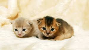 The unique breeds that have restored hope to cat allergy sufferers. Don S Tips Hypoallergenic Cats Horses Burke S Backyard
