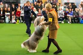 For fans looking for a premium experience, our team can customize a westminster kennel. Photos From The 2020 Westminster Dog Show Cbs News
