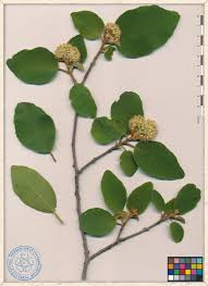 Image result for Cordia monoica