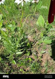 Image result for Callilepis laureola