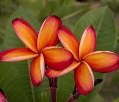 Intense Rainbow By Sacred Garden Frangipanis Sacred Garden Frangipani Plumeria